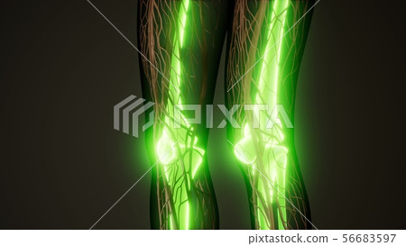 Transparent Human Body with Visible Bones 56683597