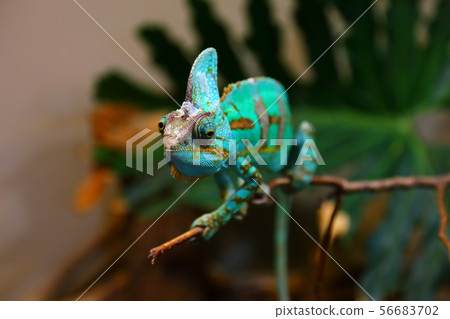 Hitachi City Kamine Zoo Eboshi Chameleon 56683702