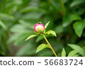 Peony bud 56683724
