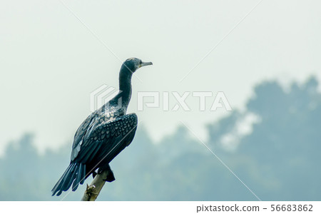 Double-crested (Phalacrocorax auritus) Cormorant 56683862