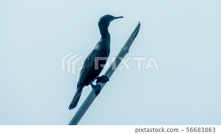 Double-crested (Phalacrocorax auritus) Cormorant Double-crested (Phalacrocorax auritus) Cormorant 56683863