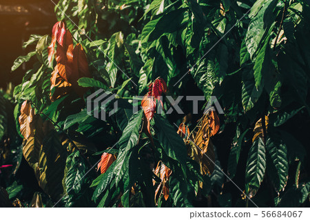 Cacao Tree (Theobroma cacao). Organic cocoa fruit Cacao Tree (Theobroma cacao). Organic cocoa fruit 56684067