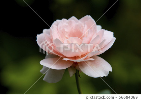 Pink roses on a green bush summer Pink roses on a green bush summer 56684069