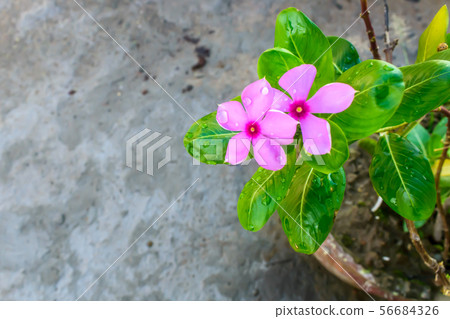Pink Cyclamen, with variably patterned leaves 56684326