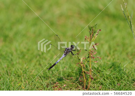 鹽卡拉通博 56684520