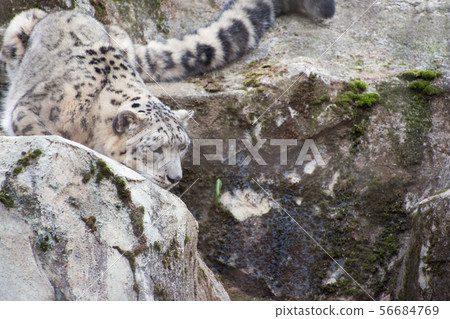 Iwaba Snowfall 56684769