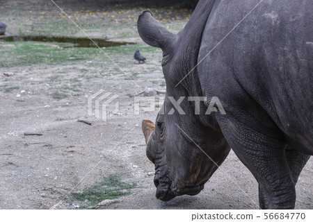 The Rhino is in the open zoo. 56684770