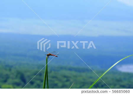 Akakane on the plateau 56685060