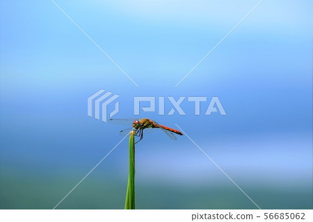 Akakane on the plateau 56685062