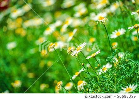 White and yellow flowers (daisy, margaret, chamomile) White and yellow flowers (daisy, margaret, chamomile) 56685359