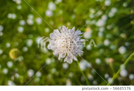 White form of Field scabious (Knautia arvensis) 56685576