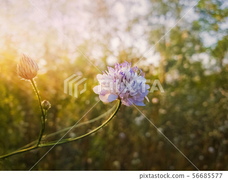 White form of Field scabious (Knautia arvensis) White form of Field scabious (Knautia arvensis) 56685577