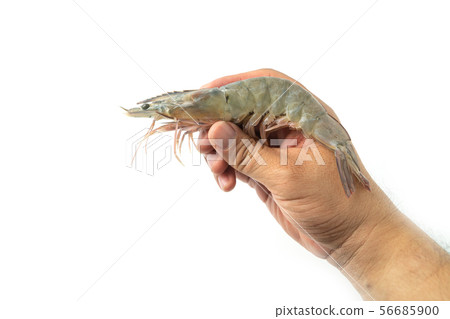 The hands of men are holding fresh raw pacific The hands of men are holding fresh raw pacific 56685900