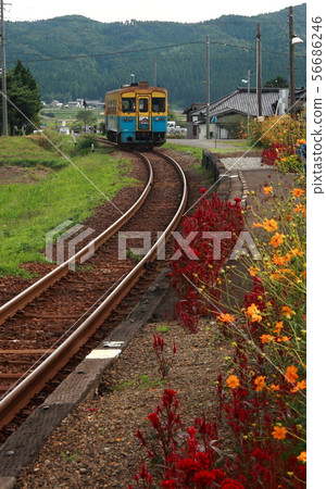 Local train and autumn flowers Local train and autumn flowers 56686246