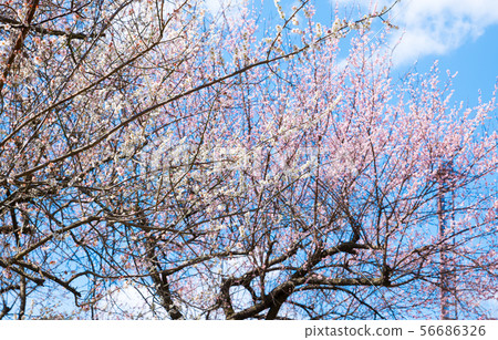 Takao Umego Scenery near Arai Umebayashi (Hachioji City, Tokyo) March 2019 56686326