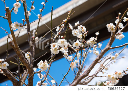 Takao Umego Scenery near Arai Umebayashi (Hachioji City, Tokyo) March 2019 56686327