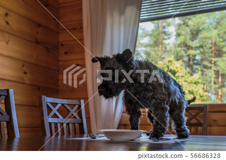 Cute small black dog eating tasty cookies on kitchen table 56686328
