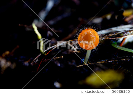 Close up small hairy cup mushroom in tropical rainforest in dark background. 56686360