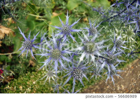 Eryngium flowers Eryngium flowers 56686989