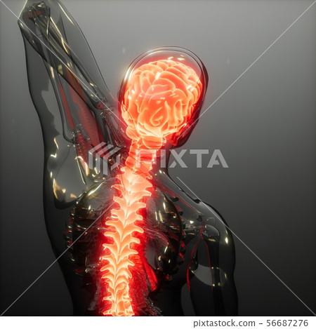 Human Brain Radiology Exam 56687276