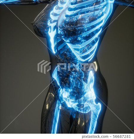 Transparent Human Body with Visible Bones 56687281