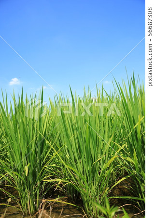 藍天和米領域 藍天和米領域 56687308
