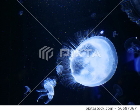 Landscape Still Life Jellyfish Aquarium Landscape Still Life Jellyfish Aquarium 56687367