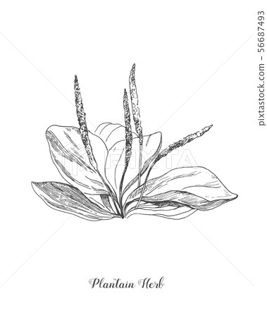Plantain. Botanical Illustration. Medicinal plant wild field flower. Sketch.Hand drawn outline Plantain. Botanical Illustration. Medicinal plant wild field flower. Sketch.Hand drawn outline 56687493