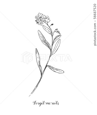 Forget Me Not Vector Botamical Line Art In Stock Illustration