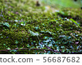 Green of moss 56687682
