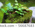 Moss and grass 56687683