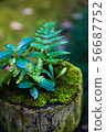Moss and grass 56687752