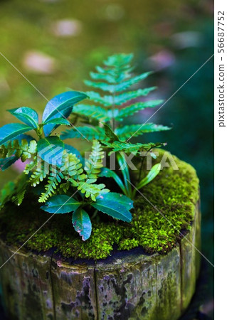 苔蘚和草 56687752