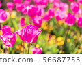 Tulip 56687753