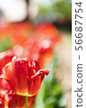 Tulip 56687754