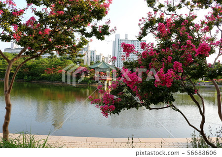 Bloom flowers 56688606