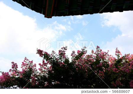 Bloom flowers Bloom flowers 56688607