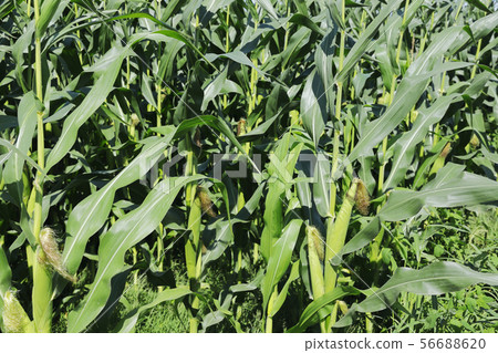 Corn field 56688620