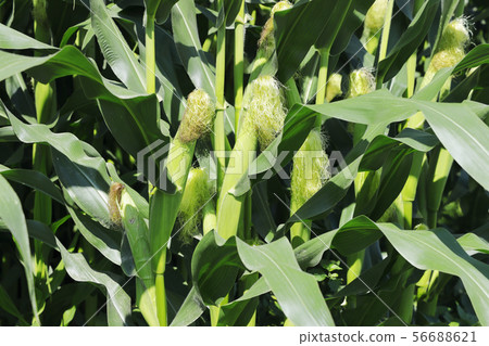 Corn field 56688621