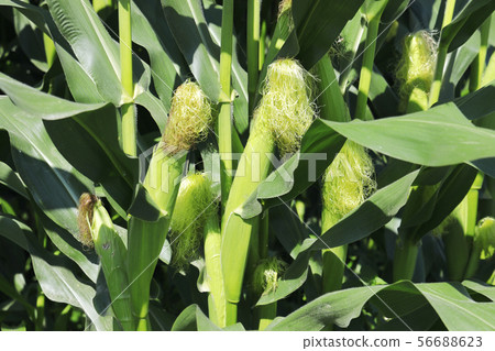 Corn field 56688623