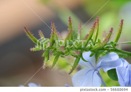 Ruri Matsuri Ruri Matsuri 56688694