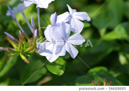 Ruri Matsuri 56688695