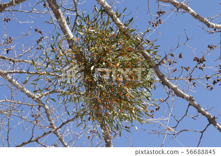 槲寄生 槲寄生 56688845