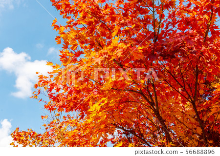 Autumn Maple Tree Background.Seoul Korea. 56688896