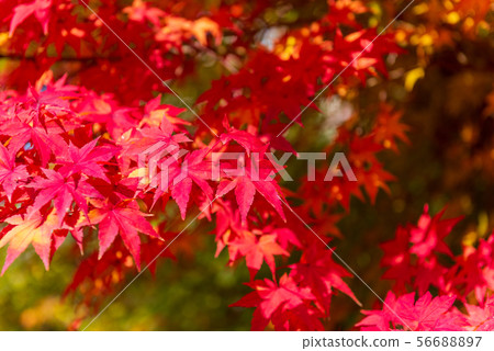 Autumn Maple Tree Background.Seoul Korea. 56688897