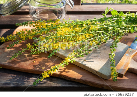 Preparation of tincture from fresh agrimony Preparation of tincture from fresh agrimony 56689237