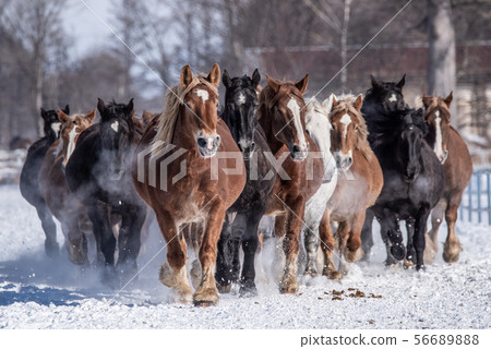 十勝農場的馬追踪活動 56689888