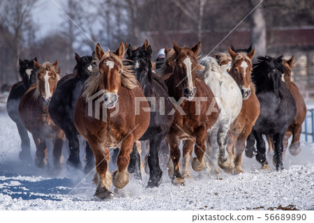 十勝農場的馬追踪活動 56689890