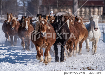 Horse-tracking campaign at Tokachi Farm 56689893