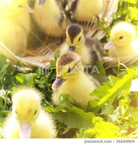 cute little ducklings in a wicker basket on a 56689904